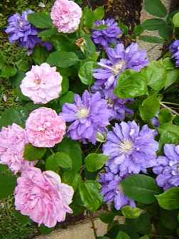C. Kiri Te Kanawa Rosa Gertrude Jeckill 